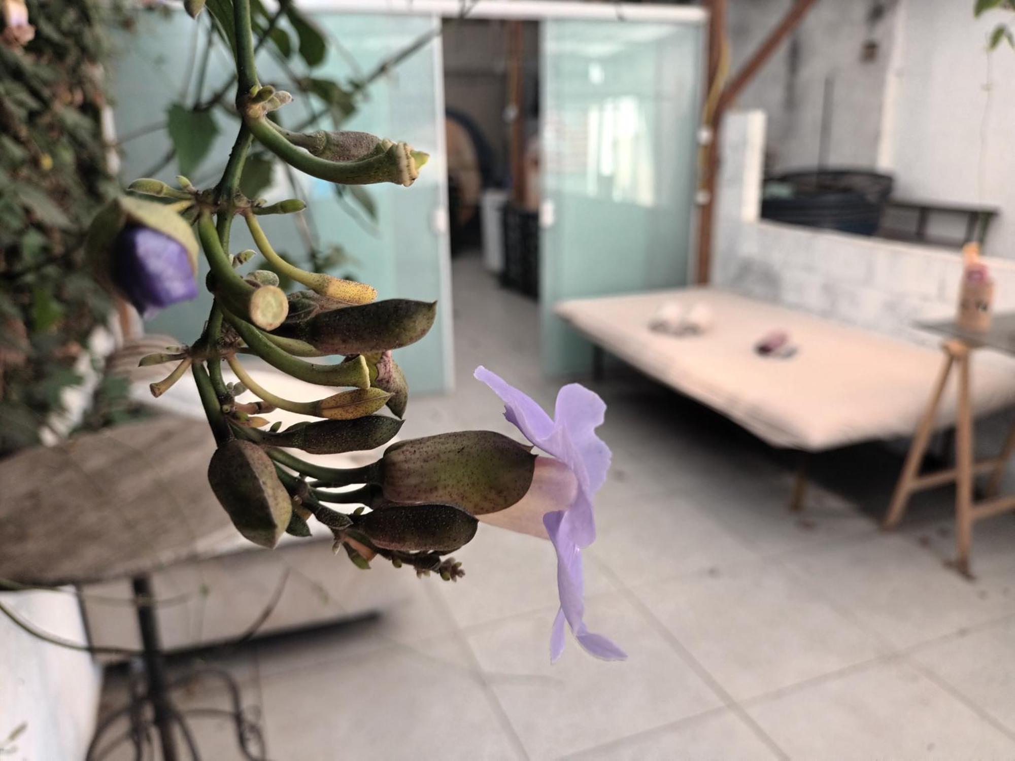 Girassol Hostel Vila Madalena Σάο Πάολο Εξωτερικό φωτογραφία